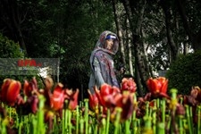   لاله های زیبای باغ ایرانی 