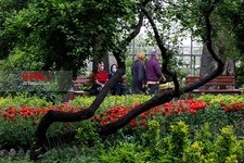   لاله های زیبای باغ ایرانی 