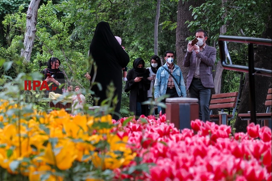   لاله های زیبای باغ ایرانی 