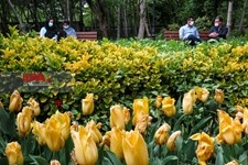   لاله های زیبای باغ ایرانی 