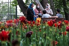   لاله های زیبای باغ ایرانی 
