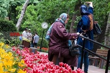   لاله های زیبای باغ ایرانی 