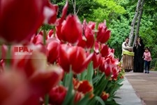   لاله های زیبای باغ ایرانی 