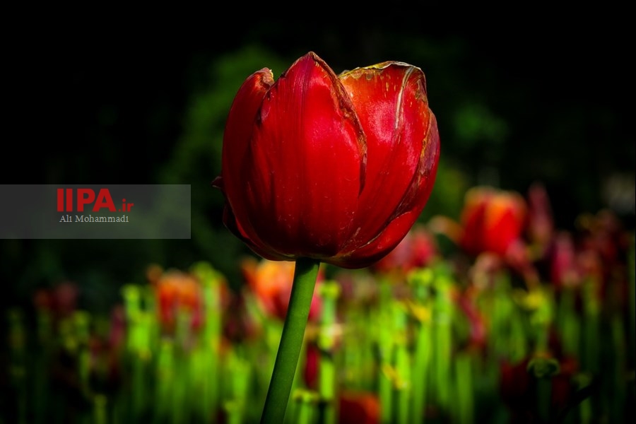   لاله های زیبای باغ ایرانی 