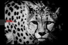   روز ملی یوزپلنگ ایرانی