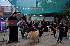   پیاده روی اربعین حسینی از نجف به سوی کربلا