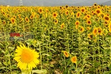   مزرعه آفتابگردان در استان گلستان
