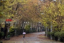   بارش باران در تهران 