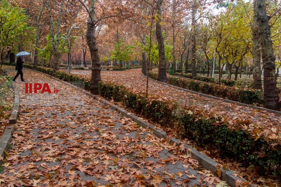   بارش باران در تهران 