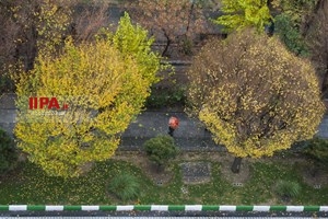 بارش باران در تهران