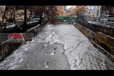   مرغ های دریایی میهمانان تهران 