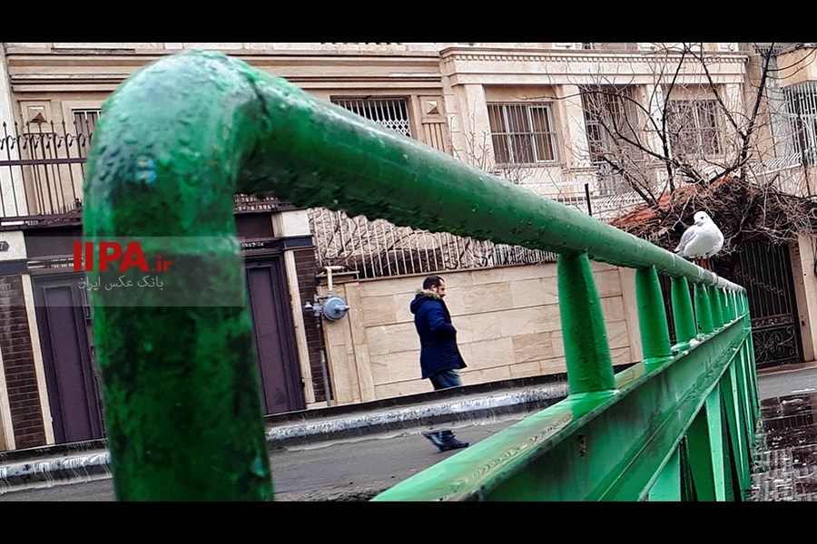   مرغ های دریایی میهمانان تهران 