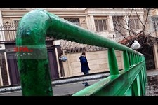   مرغ های دریایی میهمانان تهران 