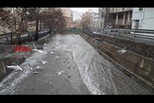   مرغ های دریایی میهمانان تهران 