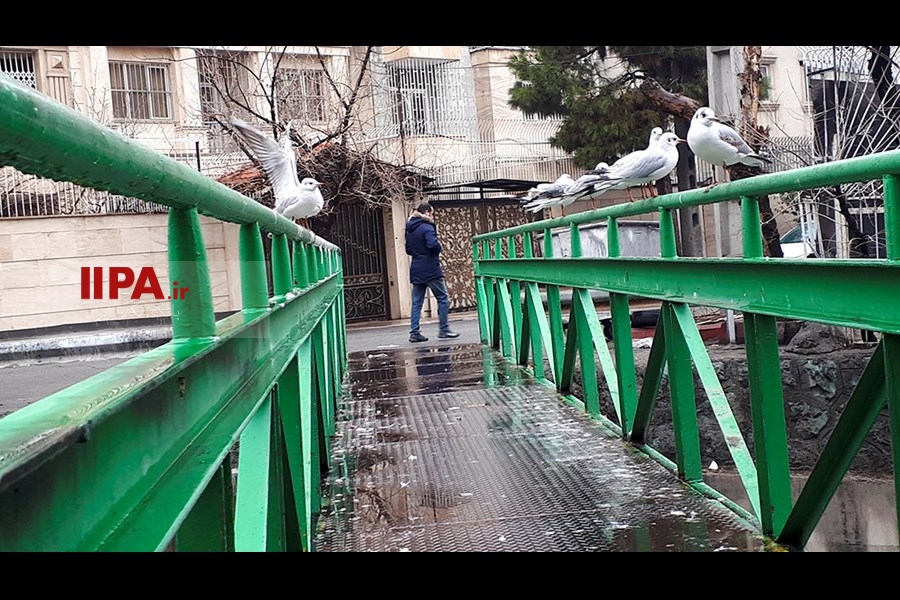   مرغ های دریایی میهمانان تهران 