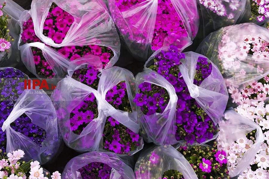   بازار گل محلاتی در آستانه نوروز