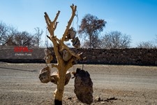   باغ سنگی در سیر جان 