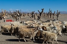   باغ سنگی در سیر جان 