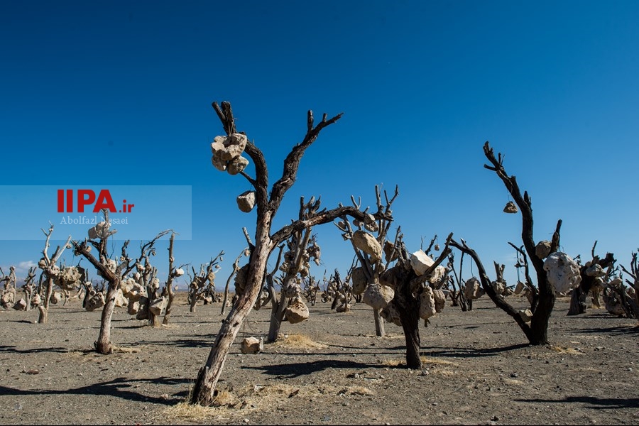   باغ سنگی در سیر جان 
