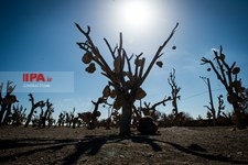   باغ سنگی در سیر جان 