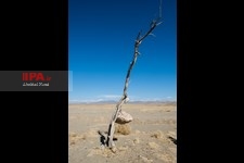   باغ سنگی در سیر جان 