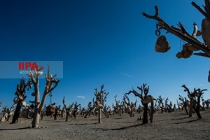 باغ سنگی در سیر جان