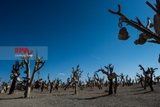   باغ سنگی در سیر جان 