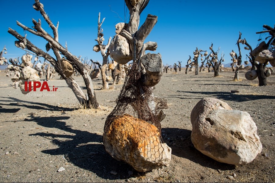   باغ سنگی در سیر جان 