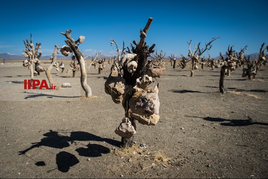   باغ سنگی در سیر جان 
