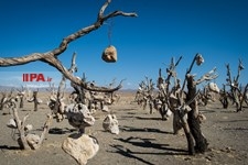   باغ سنگی در سیر جان 