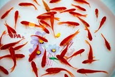   خرید شب عید در تهران